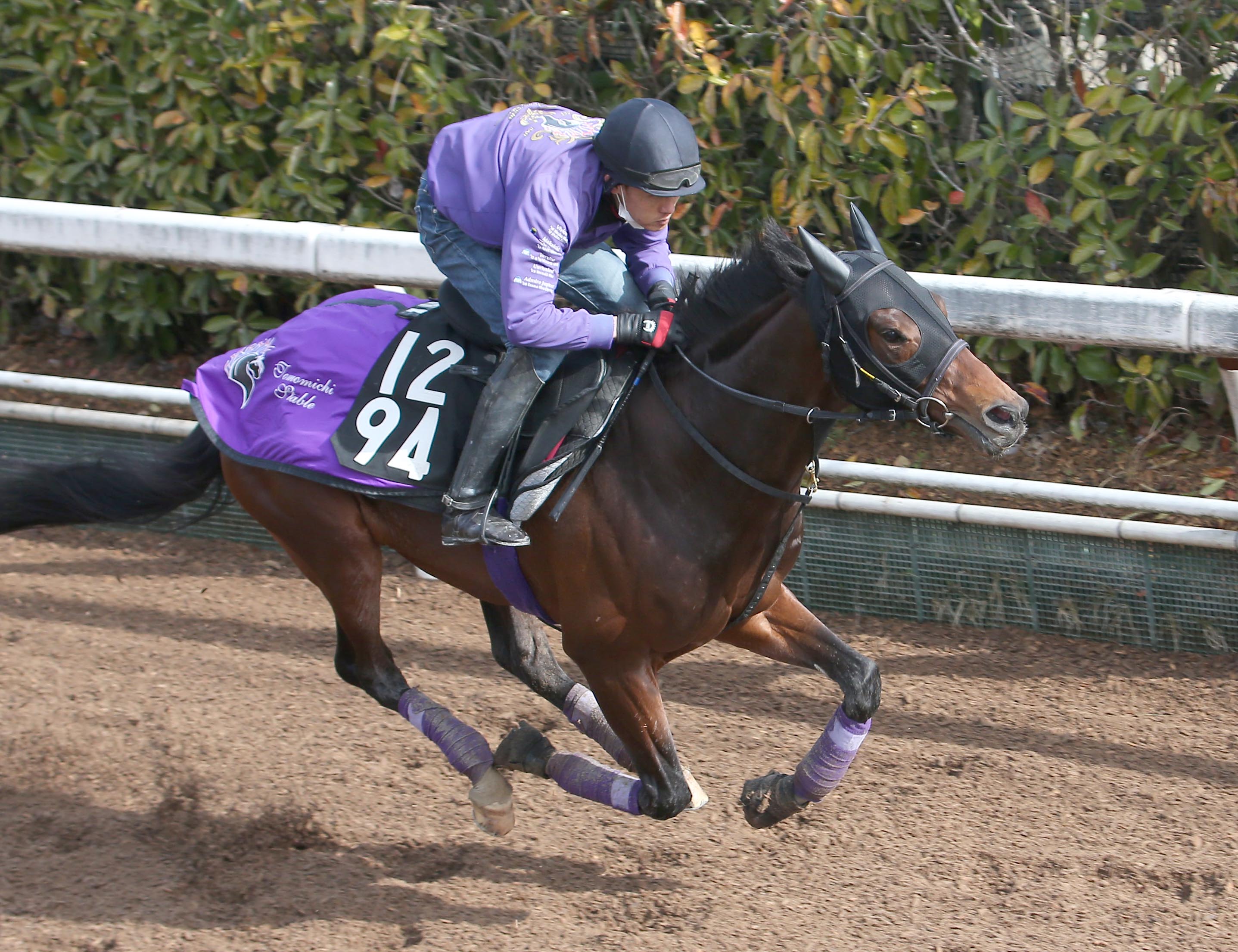 デサント 乗馬 プロテクター - その他