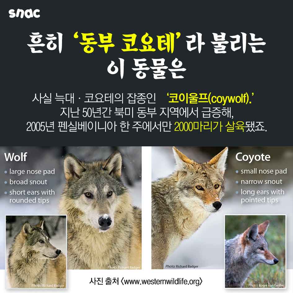 카드뉴스] 늑대의 역습, image size:945x945