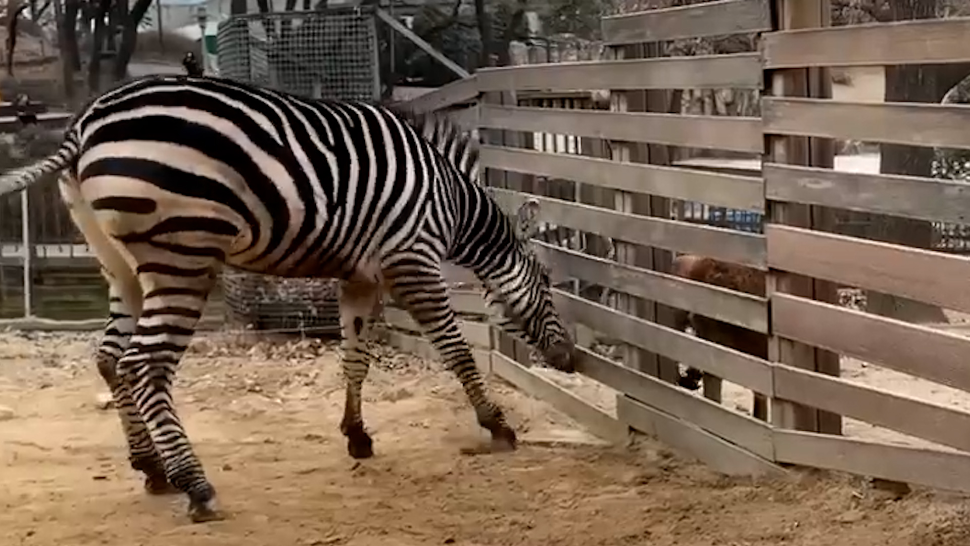 얼룩말 세로, 생포 뒤 이틀은 삐져있었다” 사육사가 전한 근황, image size:1920x1080