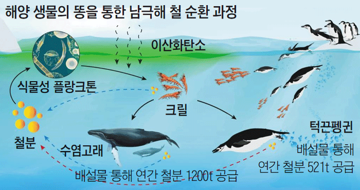 간단한 바다 먹이 사슬 먹이 사슬 스톡 벡터,