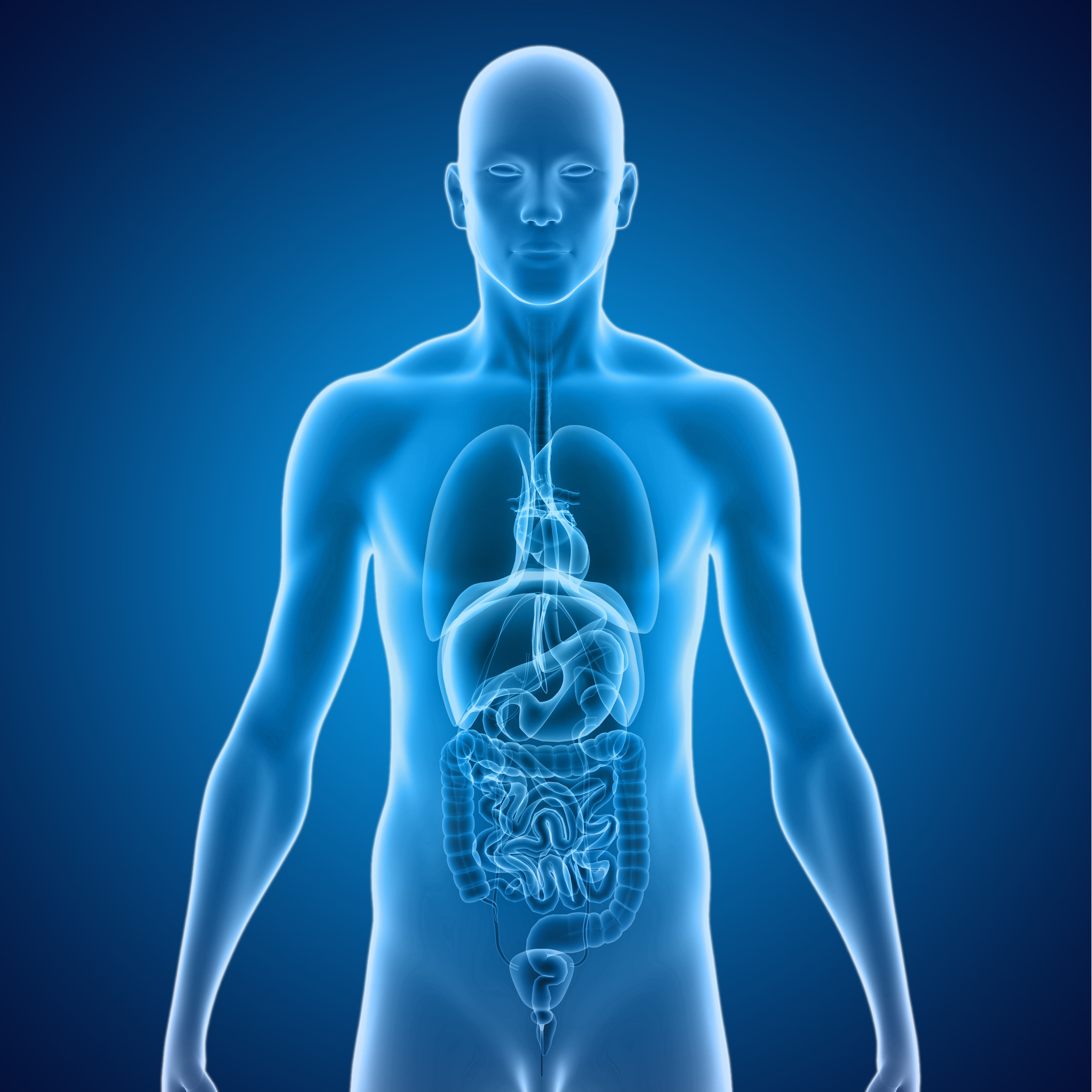 몸속 장기에 서열이 있다면... 2위는 심장·허파, 1위는 어디?, image size:4096x4096