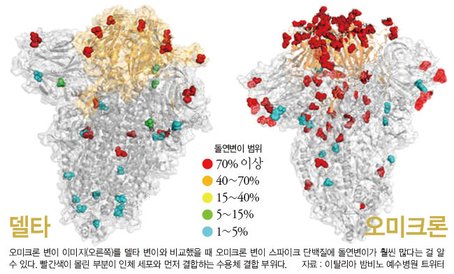 남아공서 델타 밀어냈다… '새 우세종' 오미크론 막을 승부처는 - 조선일보