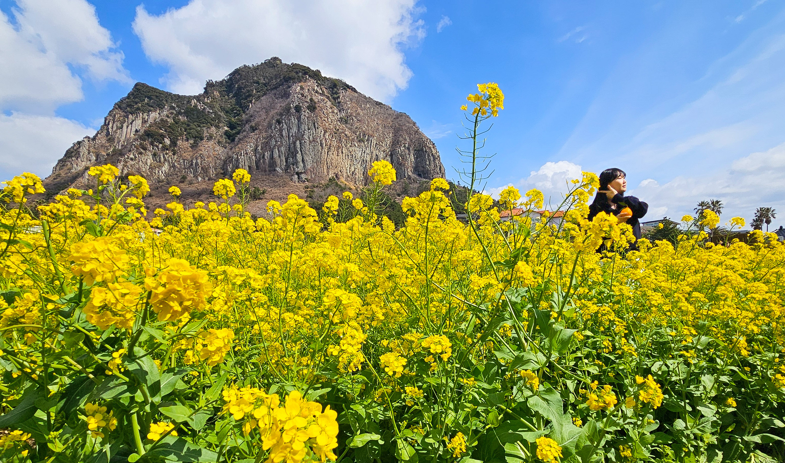 전국 벚꽃 만개 시기 확인하러 가기