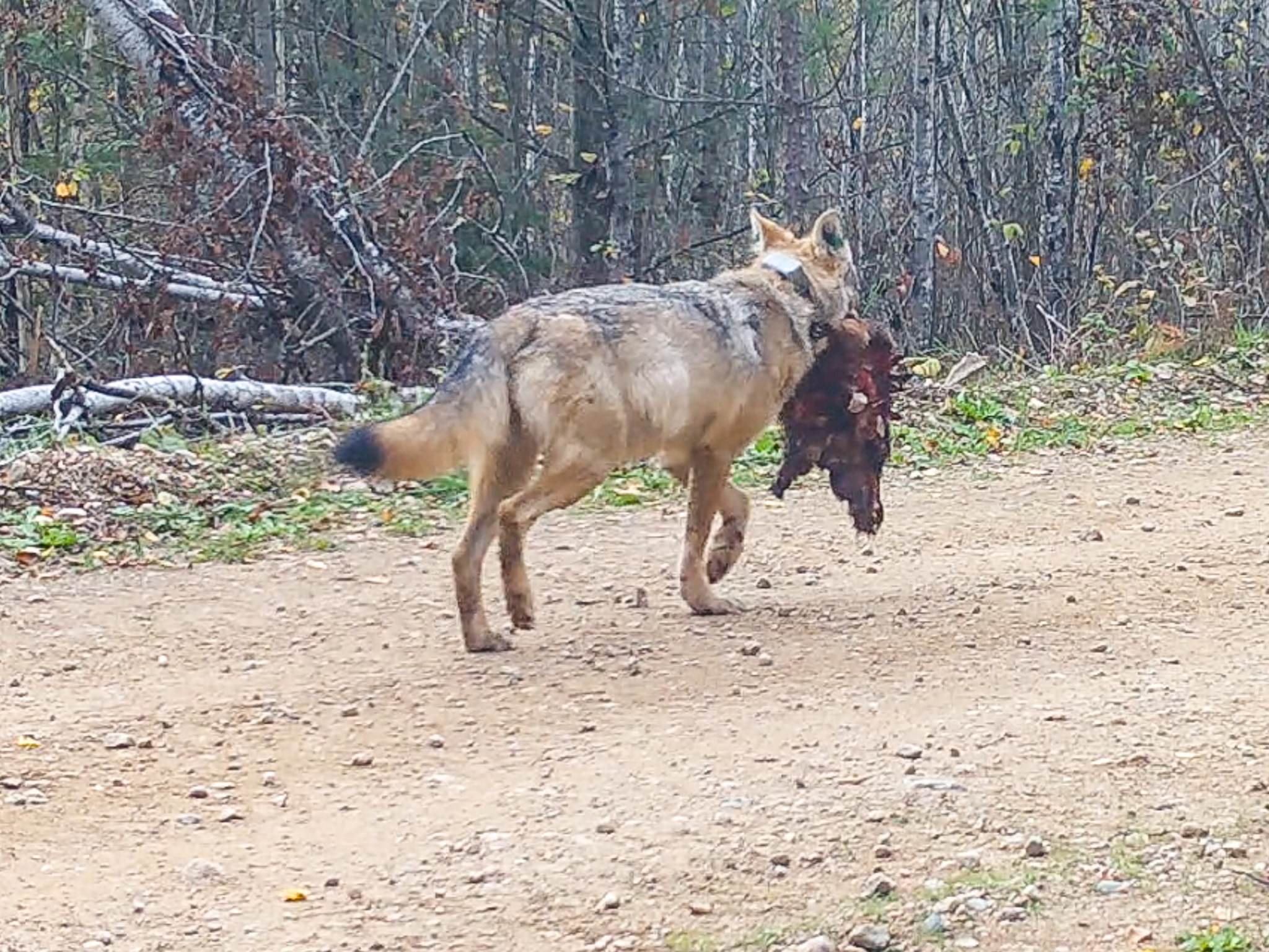 수요동물원] 순식간에 늑대밥...'루피'들의 삶은 결코 잔망스럽지 않다, image size:2048x1536