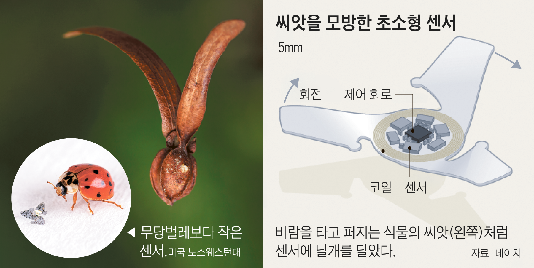 씨앗처럼 바람타고 '훨훨'… 환경 감시하는 초소형 센서 - 조선일보