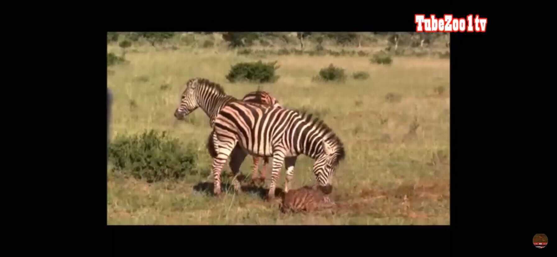 프리미엄][수요동물원] 사자가 빙의했나…새끼 물어죽이는 얼룩말의 잔혹본능, image size:1792x828