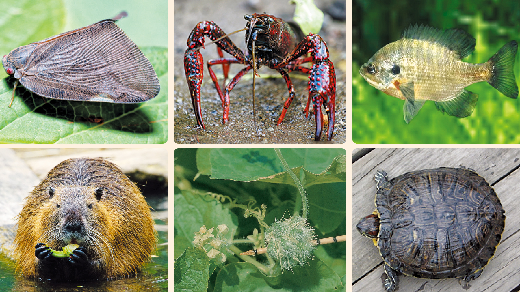 과일 흡혈귀, 차밭 파괴자, 괴물 쥐… 외래 2653종의 습격, image size:1800x1012