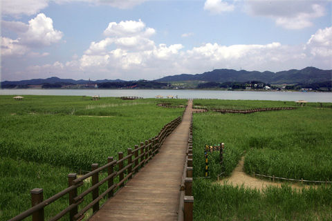 충청] 서천 갈대밭 드라마·영화 촬영지로 각광 - 조선일보