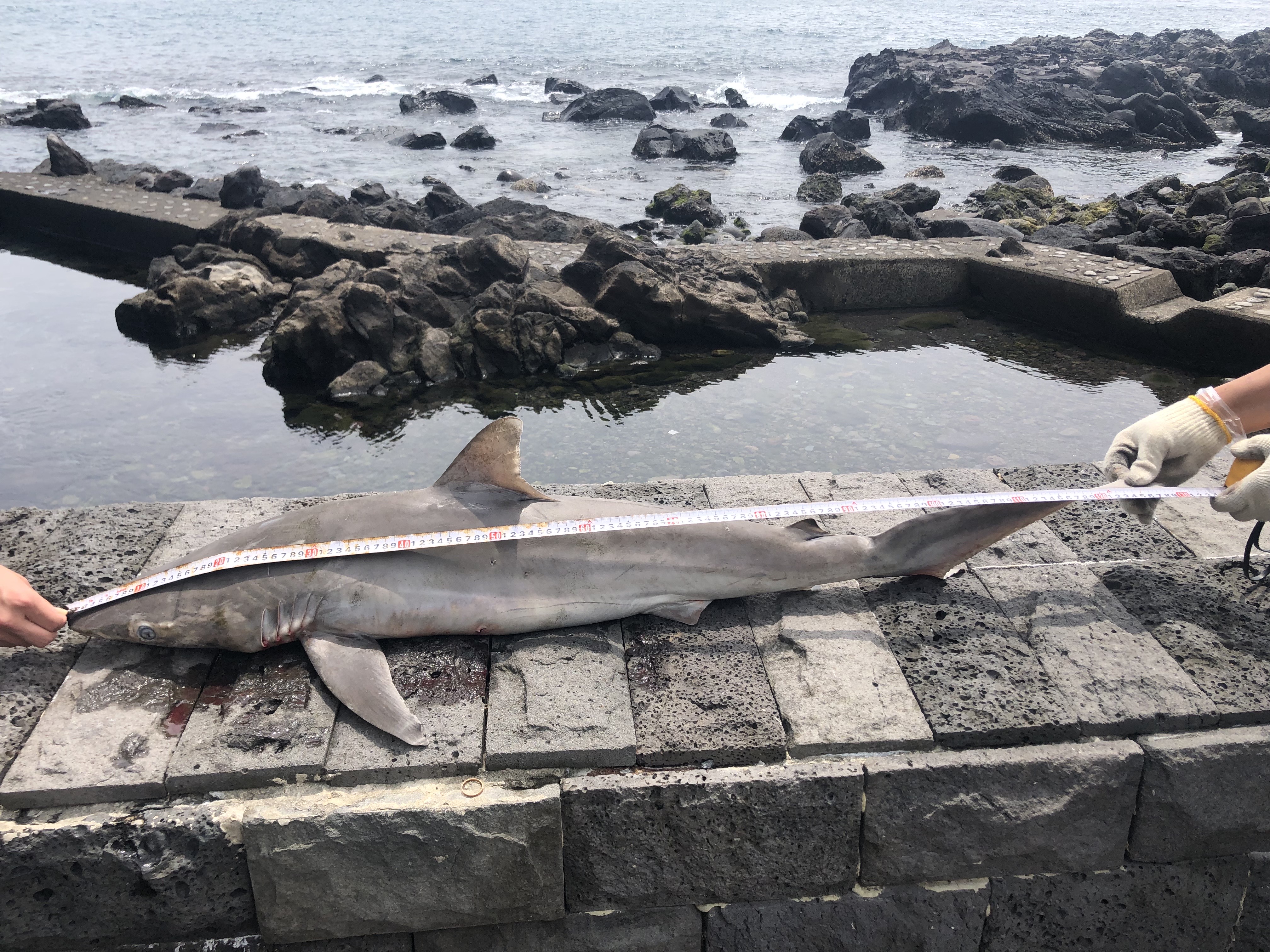 제주 물놀이 조심하세요... 사람 공격하는 '무태상어' 해안서 또 발견, image size:4032x3024