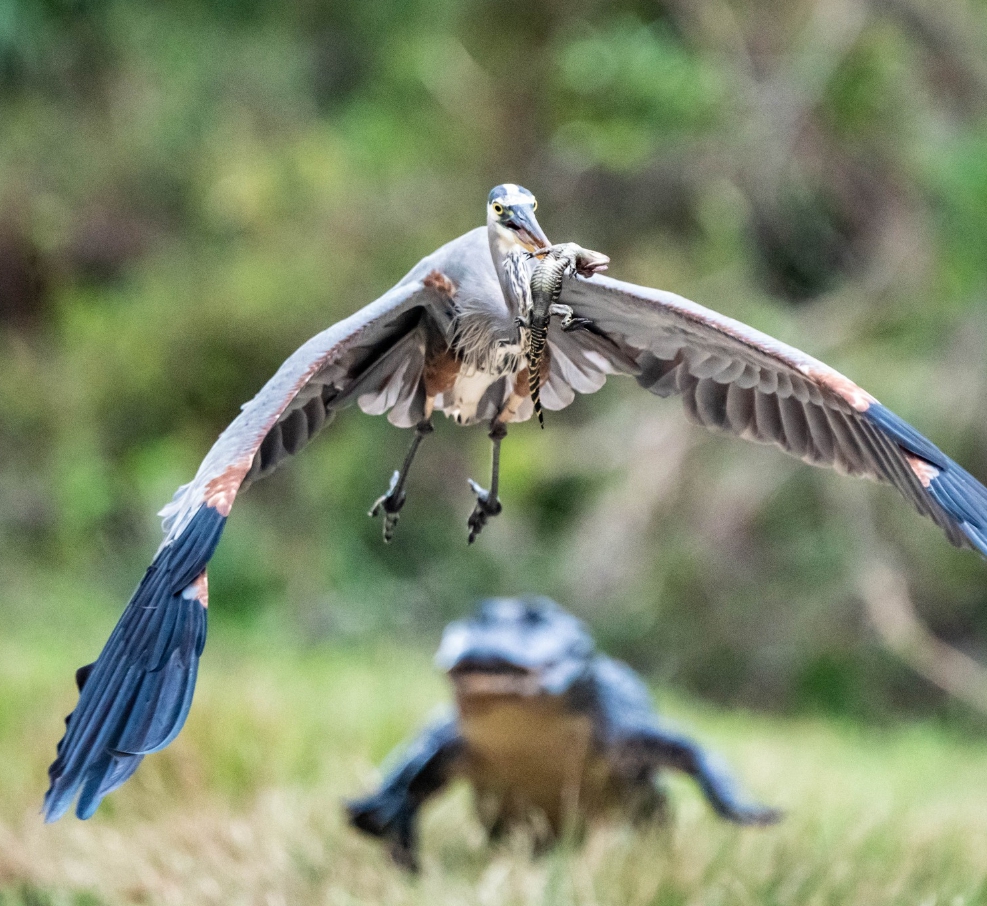 수요동물원] “찢어죽일 왜가리놈!”…어미악어의 분노의 절규, image size:987x906