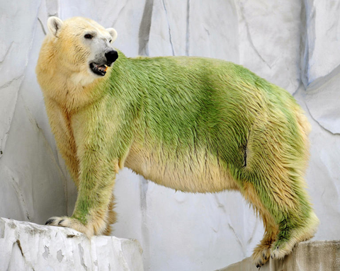 녹색 북극곰?… 일 동물원 북극곰 녹조에 물들어 화제 - 조선일보