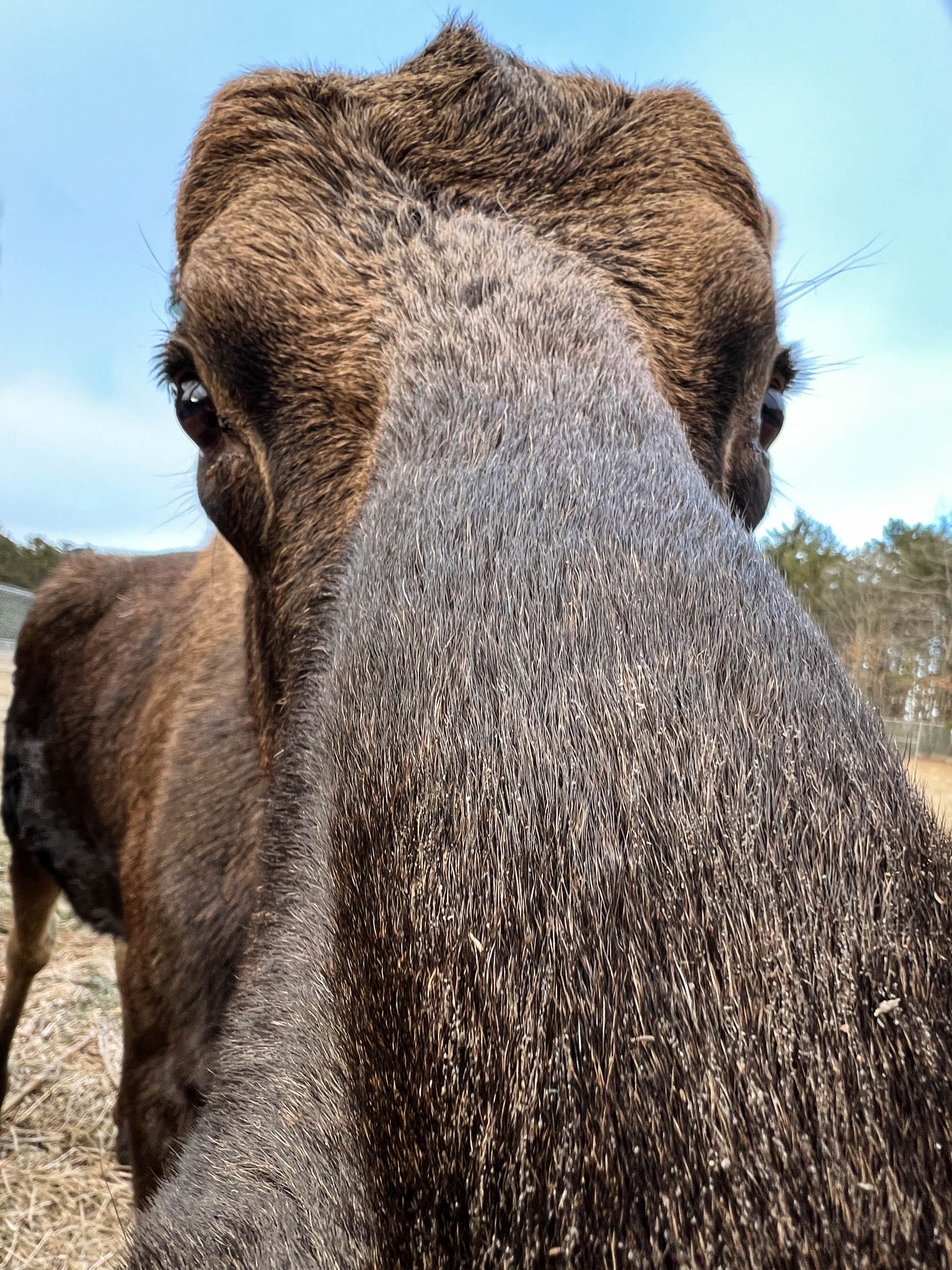 수요동물원] 뿔갈이하다 딱 걸렸다... 북미 거대 사슴 “쑥스럽구만~”, image size:1536x2048