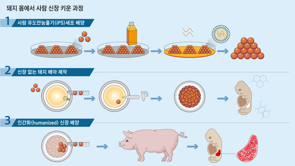 돼지, 인류의 희망으로… 몸에서 사람의 신장 첫 배양
