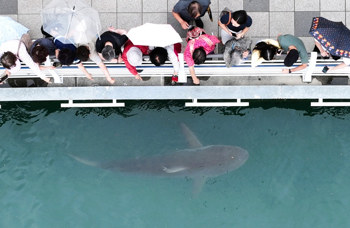 S　クロヘリメジロザメ　ドタブカ　顎骨標本セット販売 釜山の水路に迷い込んだサメ、絶滅危惧種のメスのドタブカと判明