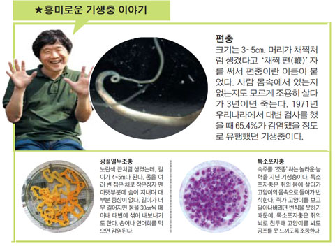 인간 편충 증상