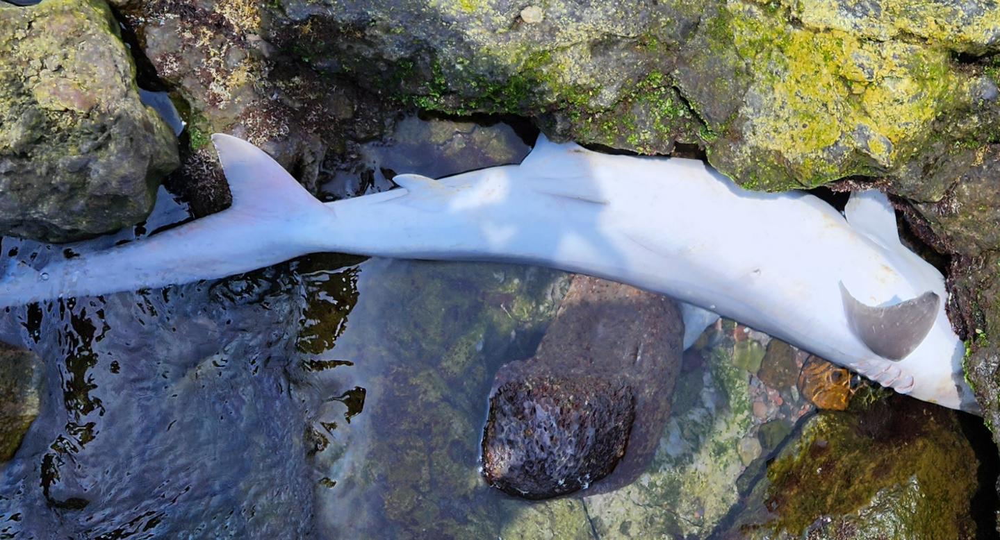 제주 물놀이 조심하세요... 사람 공격하는 '무태상어' 해안서 또 발견, image size:1439x778