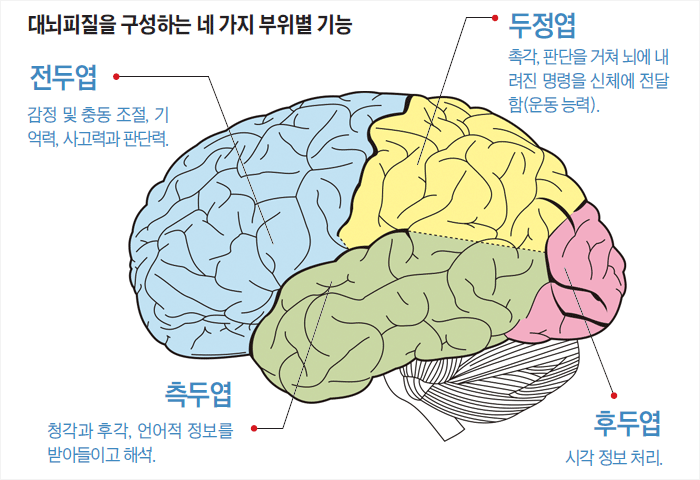 어린이의 대뇌피질 기능 대한소아청소년과학회