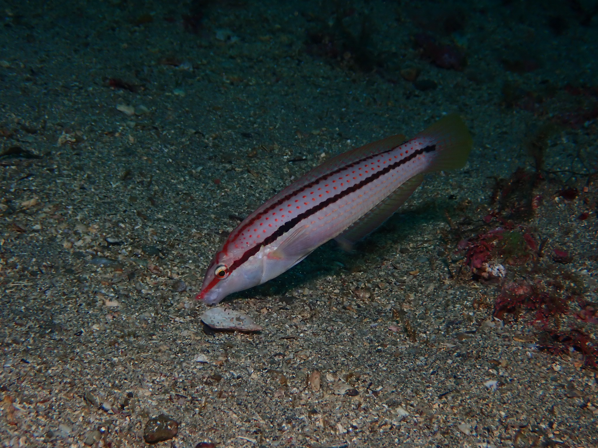 아마존강돌고래 - Wikiwand, image size:2048x1536