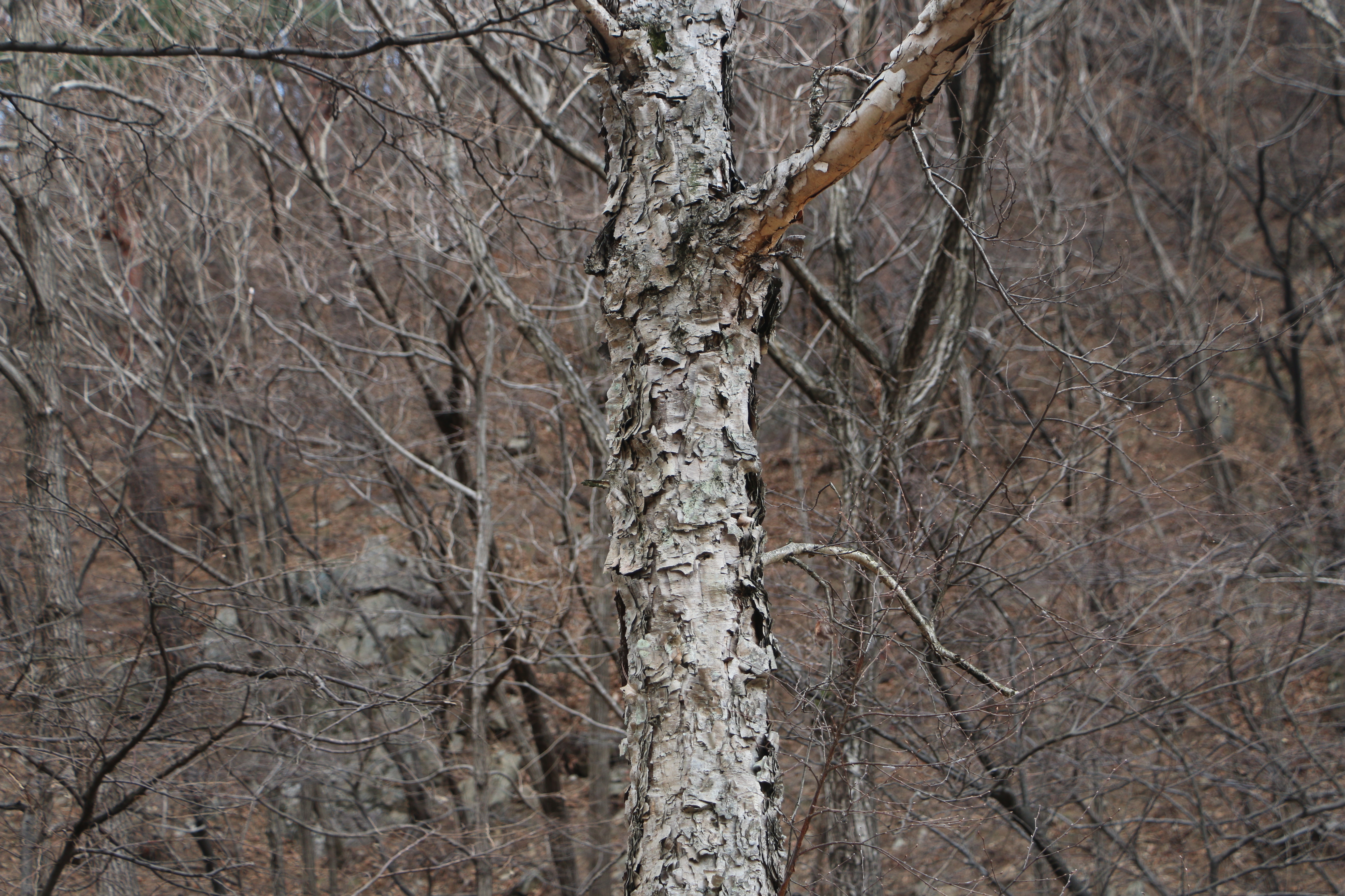 너덜너덜, 수피가 지저분한 나무 워스트5 [김민철의 꽃이야기], image size:5472x3648