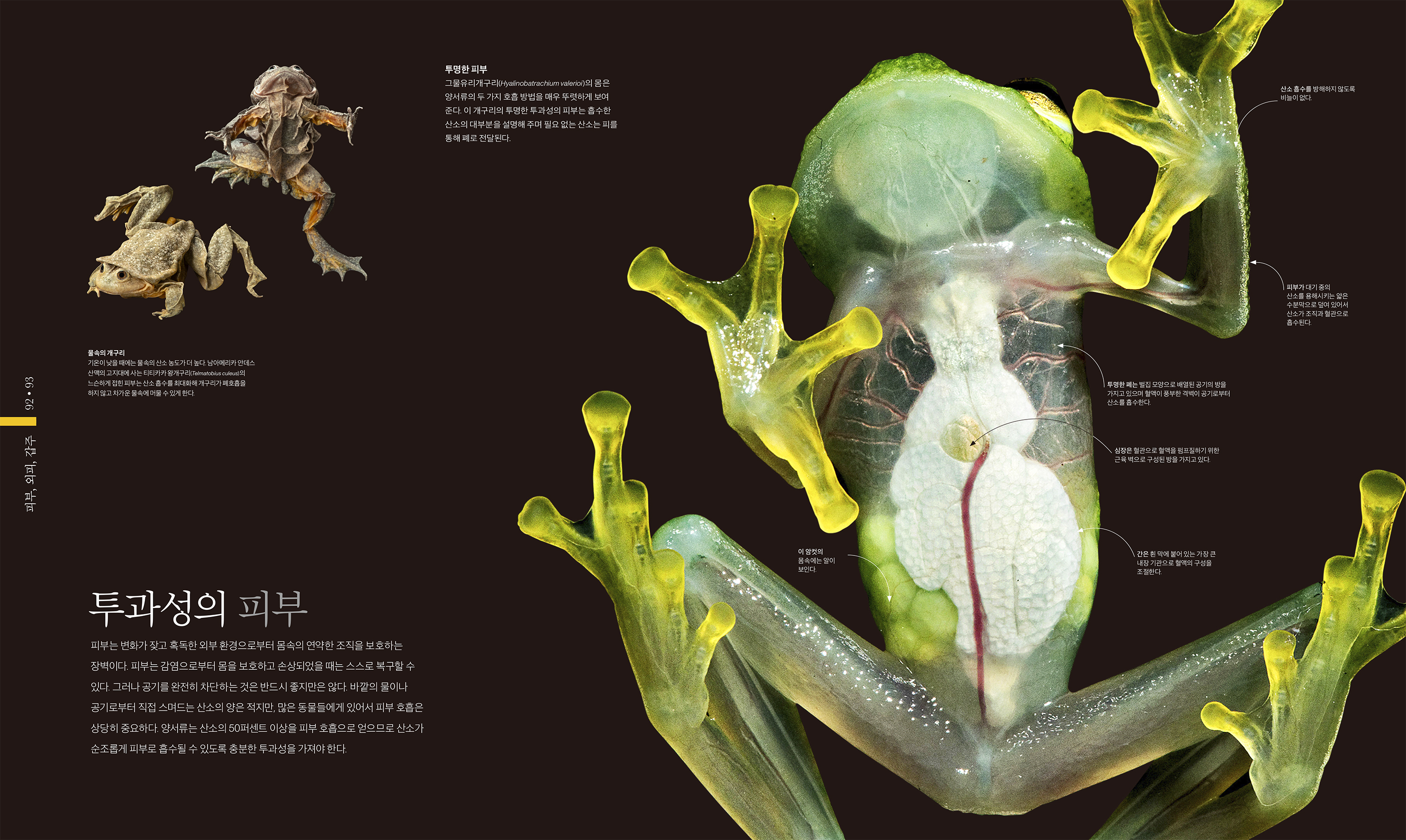 이 개구리 뭐임, 내 손에서 안 뛰어내리려고 하네 : r/frogs, image size:3000x1792