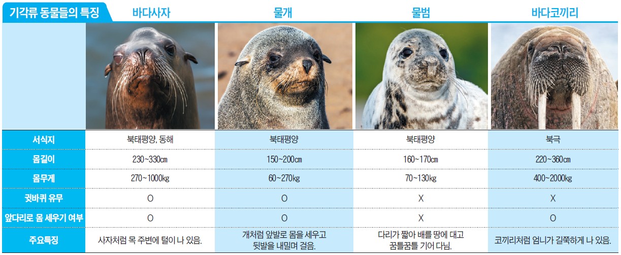 물속의 물개 물개와 바다표범 | 강은경 | 삼성비엔씨