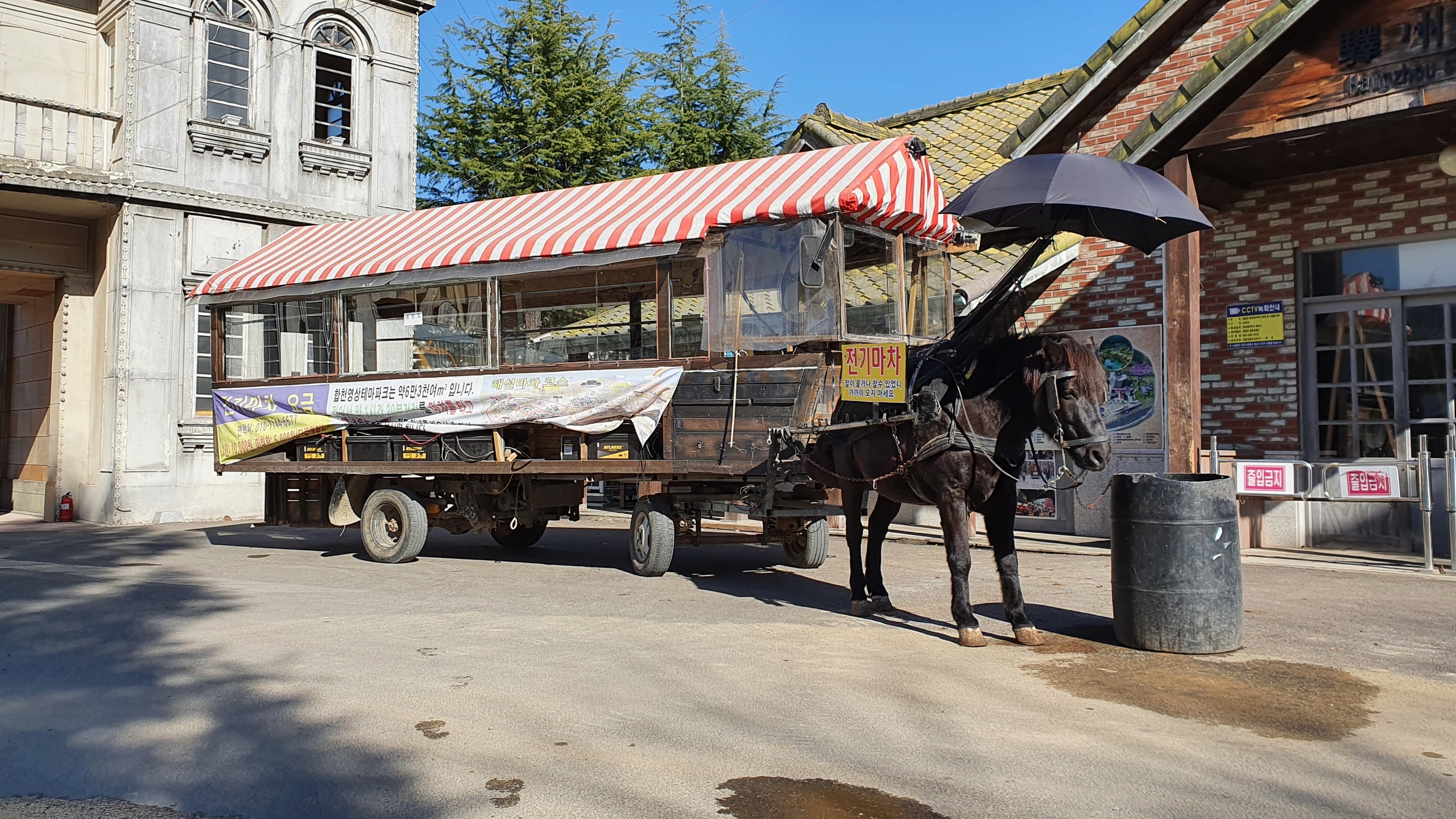 전기로 끄는 馬車'가 동물학대?… 합천 꽃마차에 무슨 일이 - 조선일보