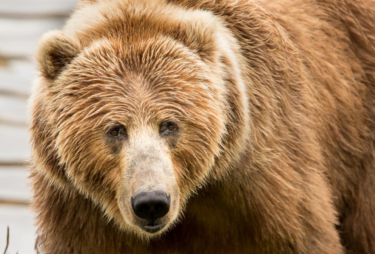 업데이트] 4월 16일(수) 업데이트 안내 (최종 수정 : 2025-04-16 14:57) | 검은사막 한국, image size:1276x865