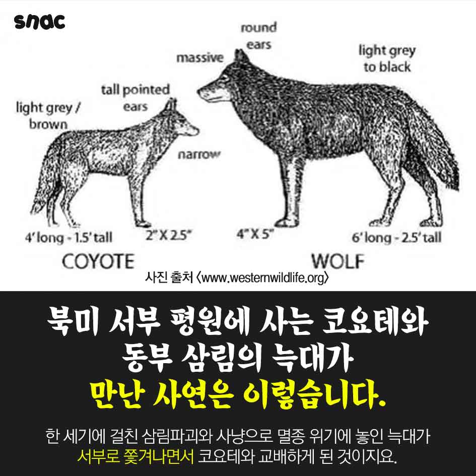 카드뉴스] 늑대의 역습, image size:945x945