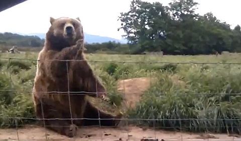안녕" 손인사하는 '예의바른' 곰