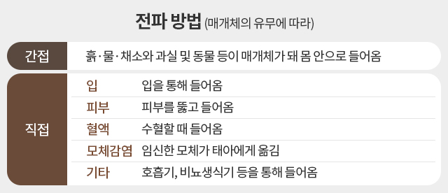 인간 편충 증상