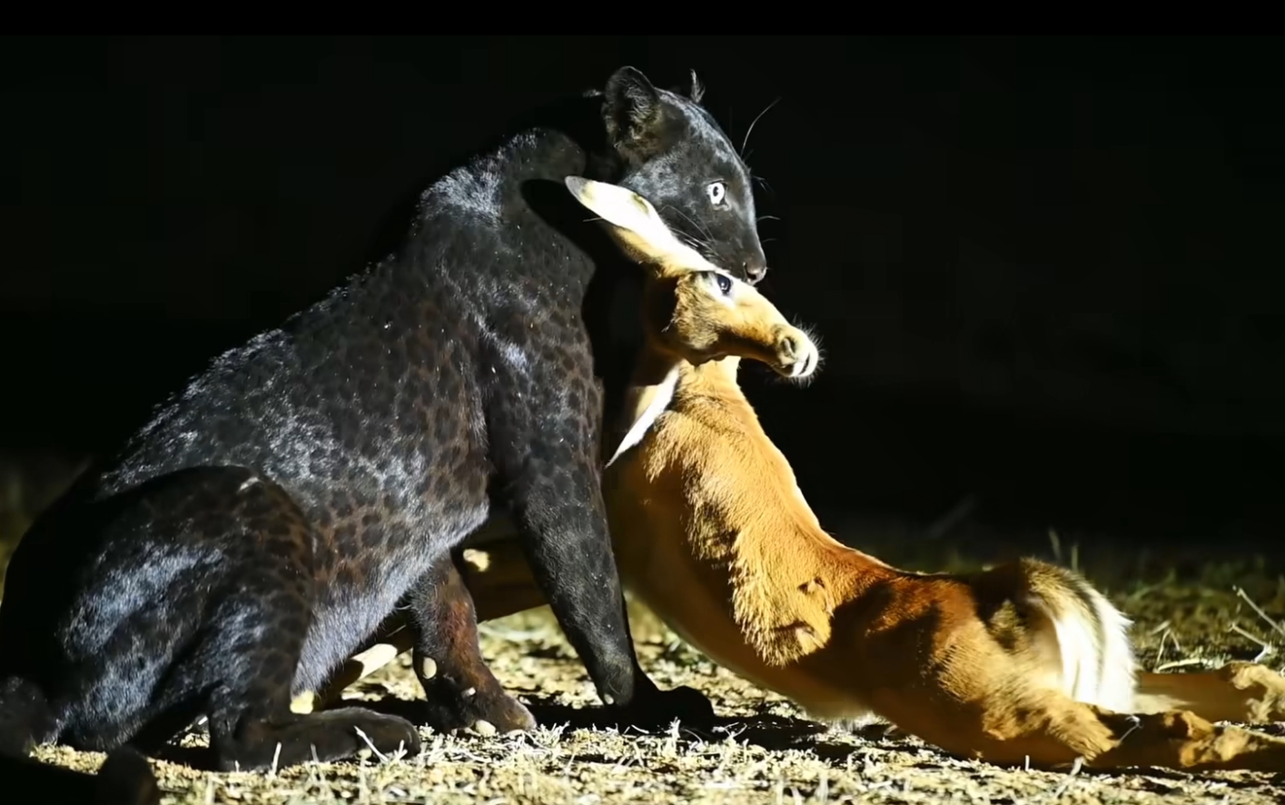 부산일러스트레이션페어V.6 포스터 공모전 [THE POSTER BUSAN 2025] | 요즘것들, image size:1415x886