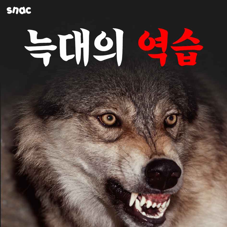 카드뉴스] 늑대의 역습, image size:945x945