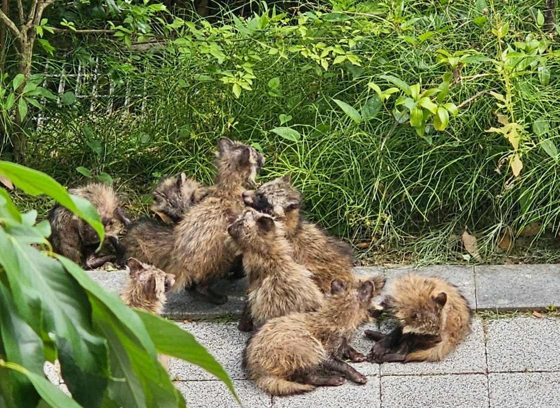 아파트 단지에 출몰한 너구리 가족… “절대 만지지 마세요” 경고 이유, image size:1122x818