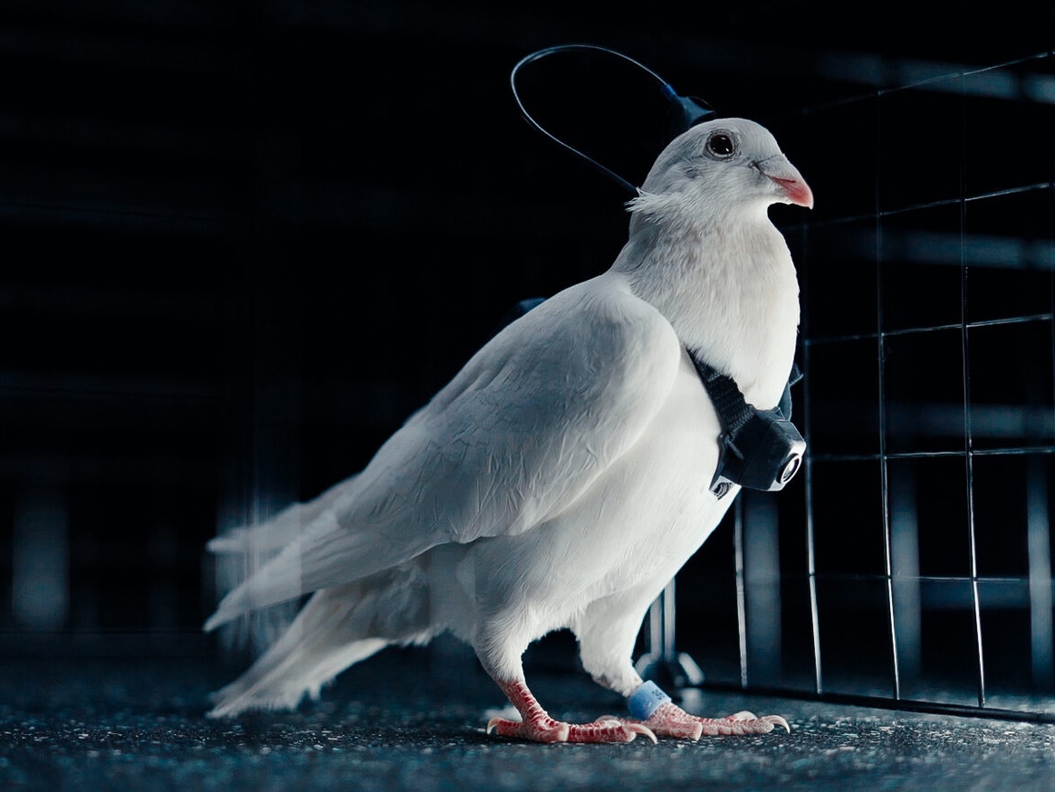  Pigeon 鳩 Russia Develops Brain-Implanted Pigeon Drones