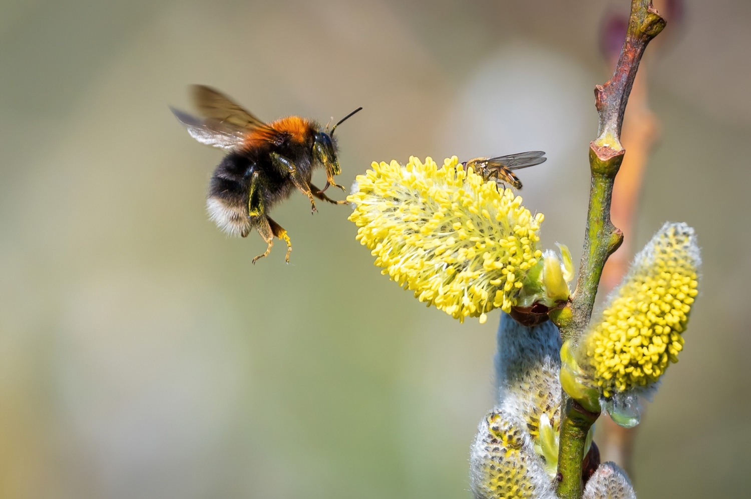 Wasp bumblebee 意味 名詞 ハチ を表す単語 hornet,wasp,bee