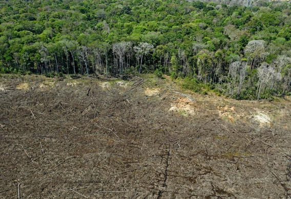 우림 파괴 열대 “지구상 열대우림