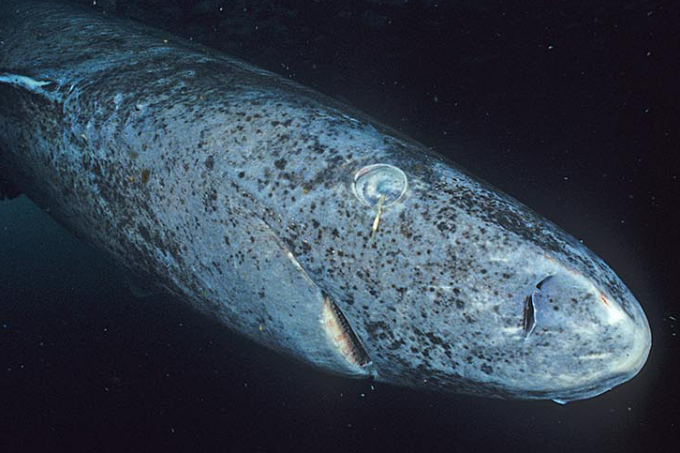 greenland shark muscle glutathione peroxidase protein carbonyls Greenland shark reveals genes that support 400-year lifespan and disease  resistance