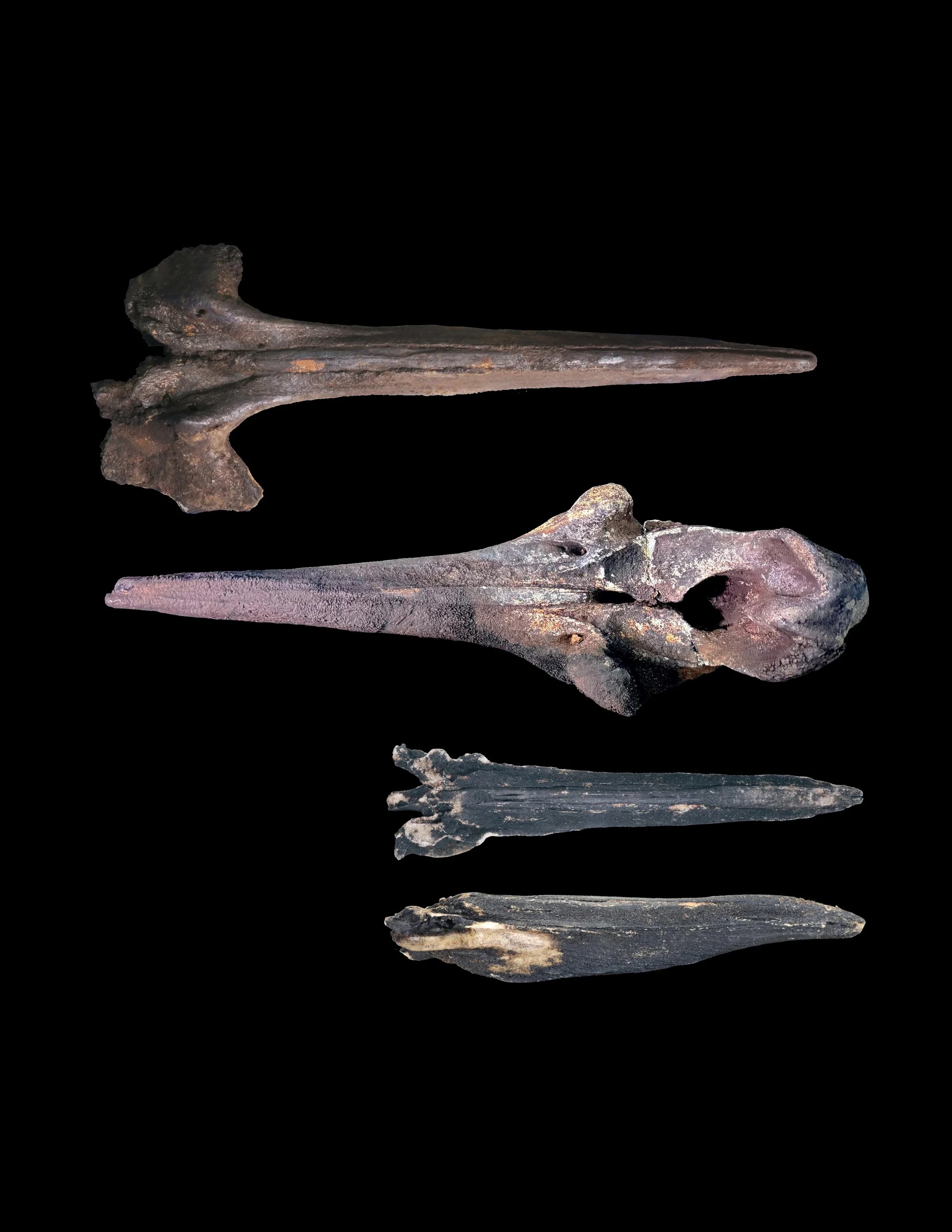 鯨骨 水深7000mで最大級クジラ墓場発見 炭素隔離示す - ChosunBiz