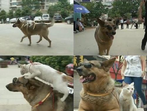 개 타고 다니는 고양이 