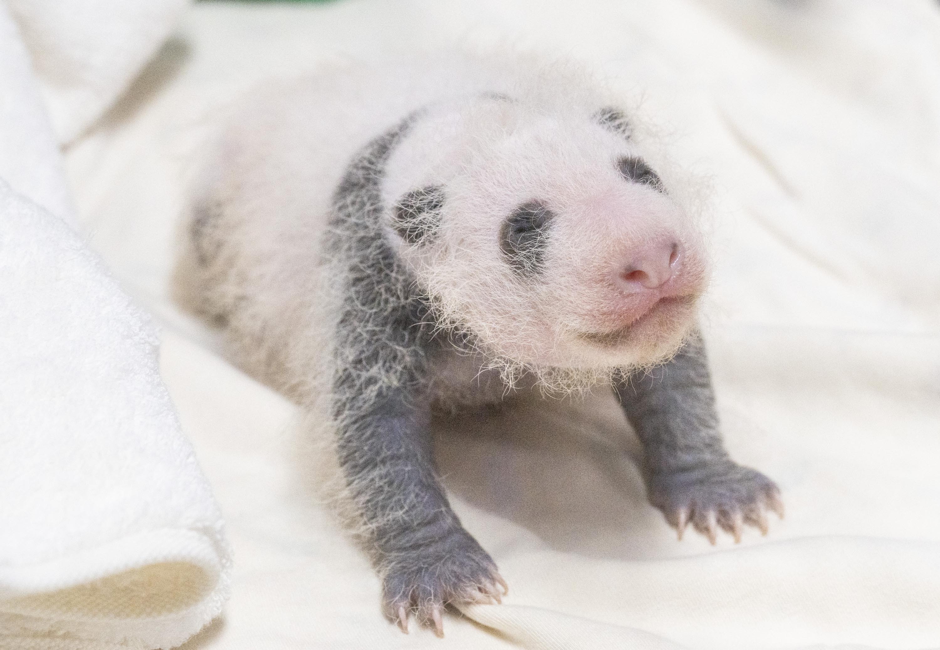 エバーランドの赤ちゃんパンダ3週で体重4倍 - ChosunBiz