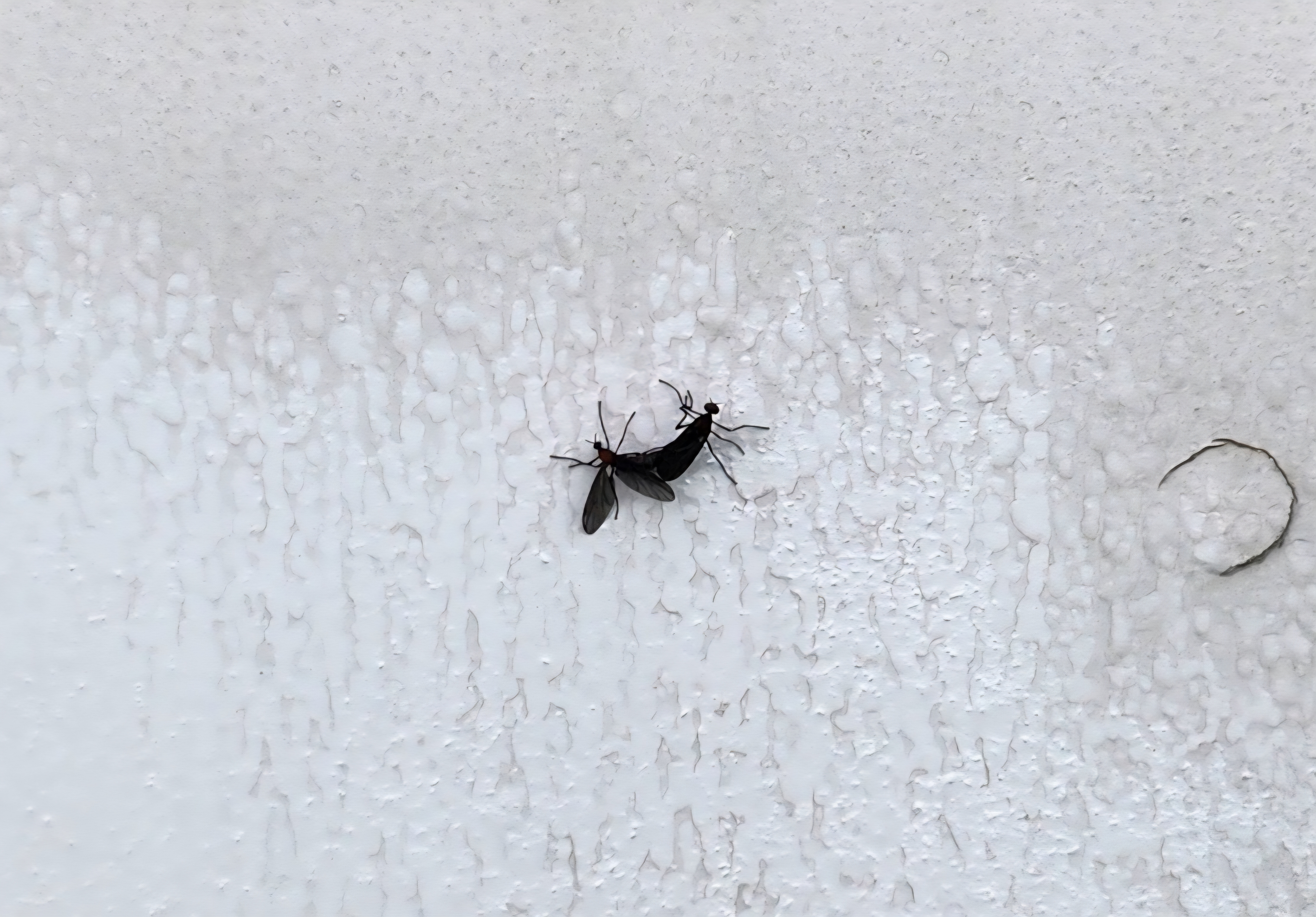 Seoul residents clash with local government over love bug pest