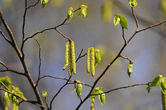 10 Wind-Resistant Trees to Keep Homes Safer in Northern Virginia