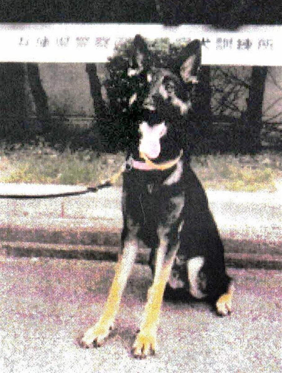 逃げた警察犬 リード絡まった状態で発見 兵庫県警 産経ニュース