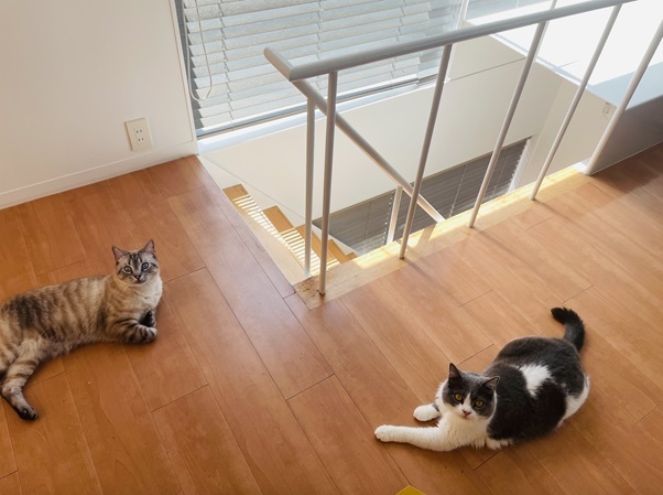 突然の猫パンチ - イザ！