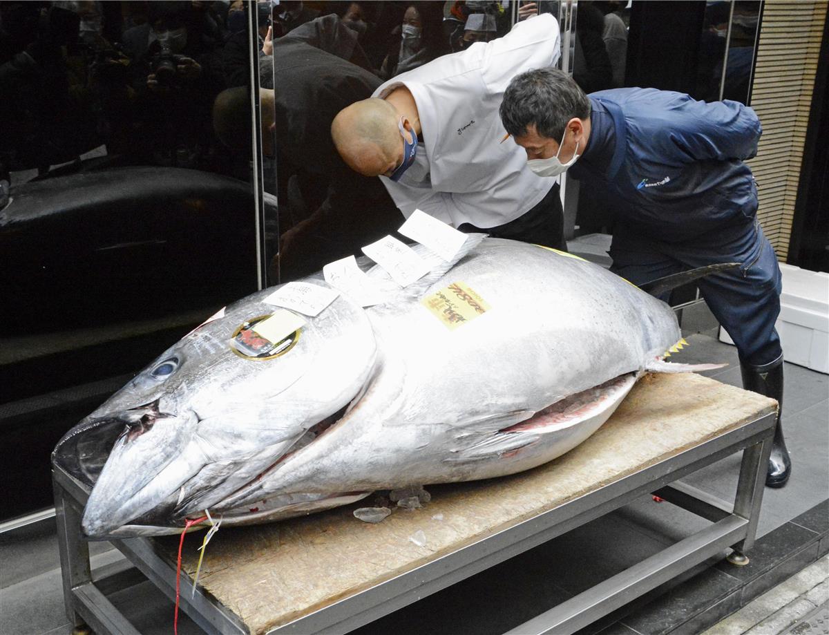 マグロ初競り ２０８ ４キロ２０８４万円で落札 東京 豊洲 サンスポ