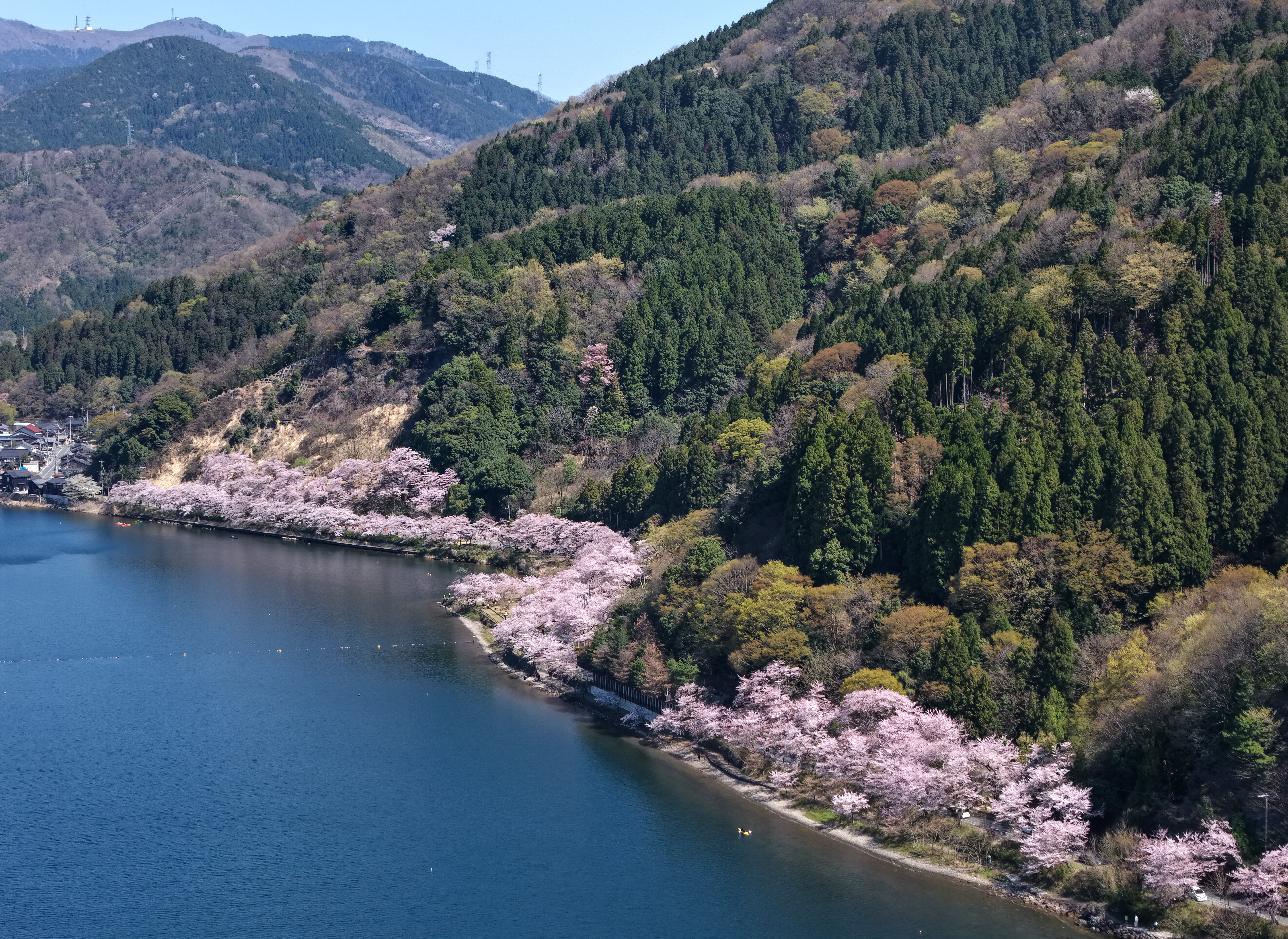 動画】ピンクと青のコントラストにため息 琵琶湖の春を彩る圧巻の桜