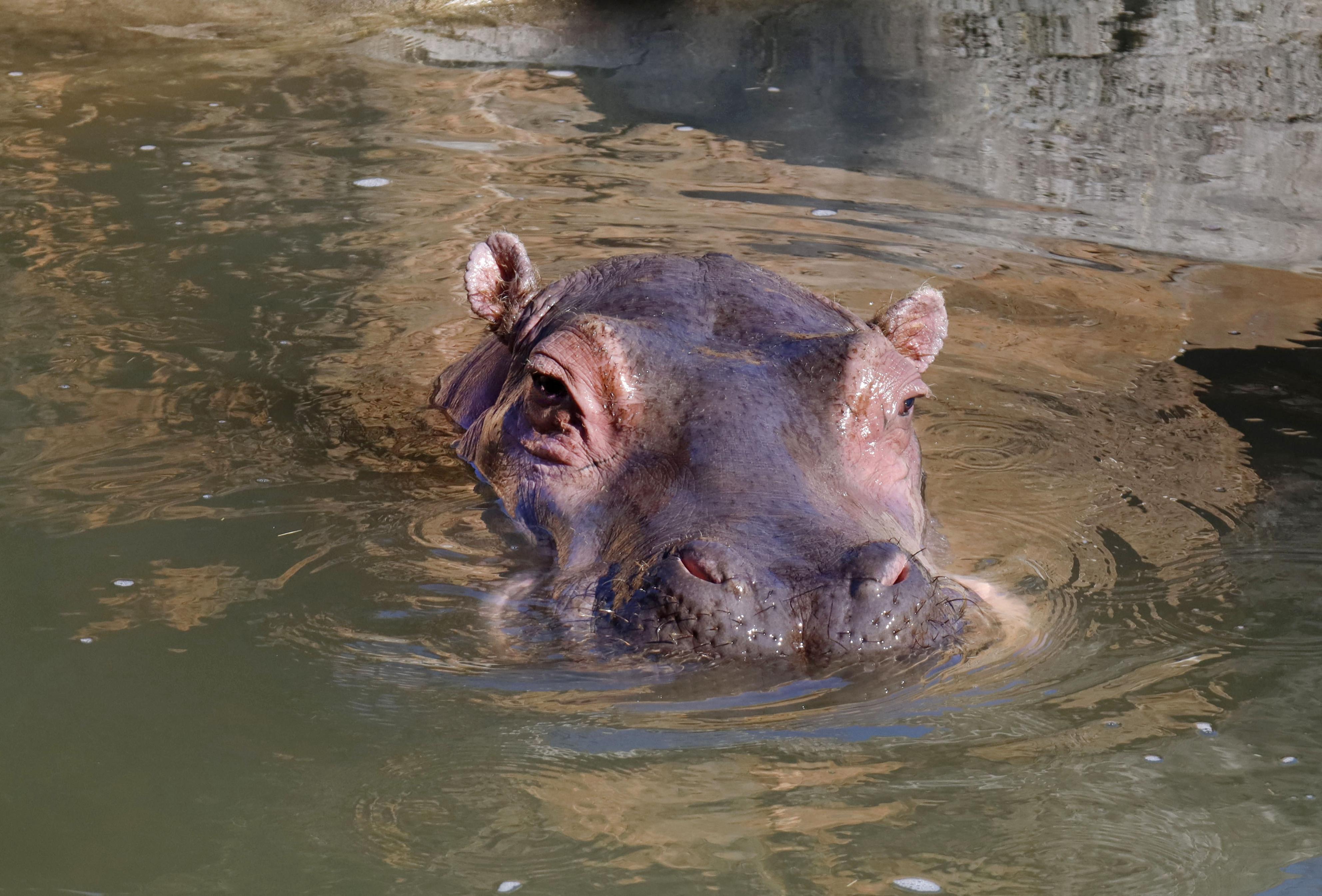 国内最高齢、雌カバ死ぬ 50歳、大震災の危機乗り越える - 産経ニュース