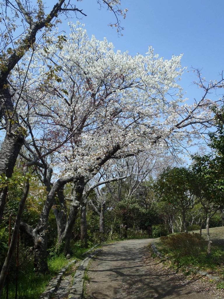 週末、山へ行こう】新緑に包まれてのんびり過ごす 源氏山公園（神奈川