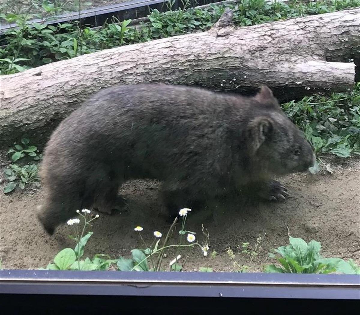 マッキーの動物園日記 国内飼育は２園だけ 珍獣ウォンバットの聖地 産経ニュース