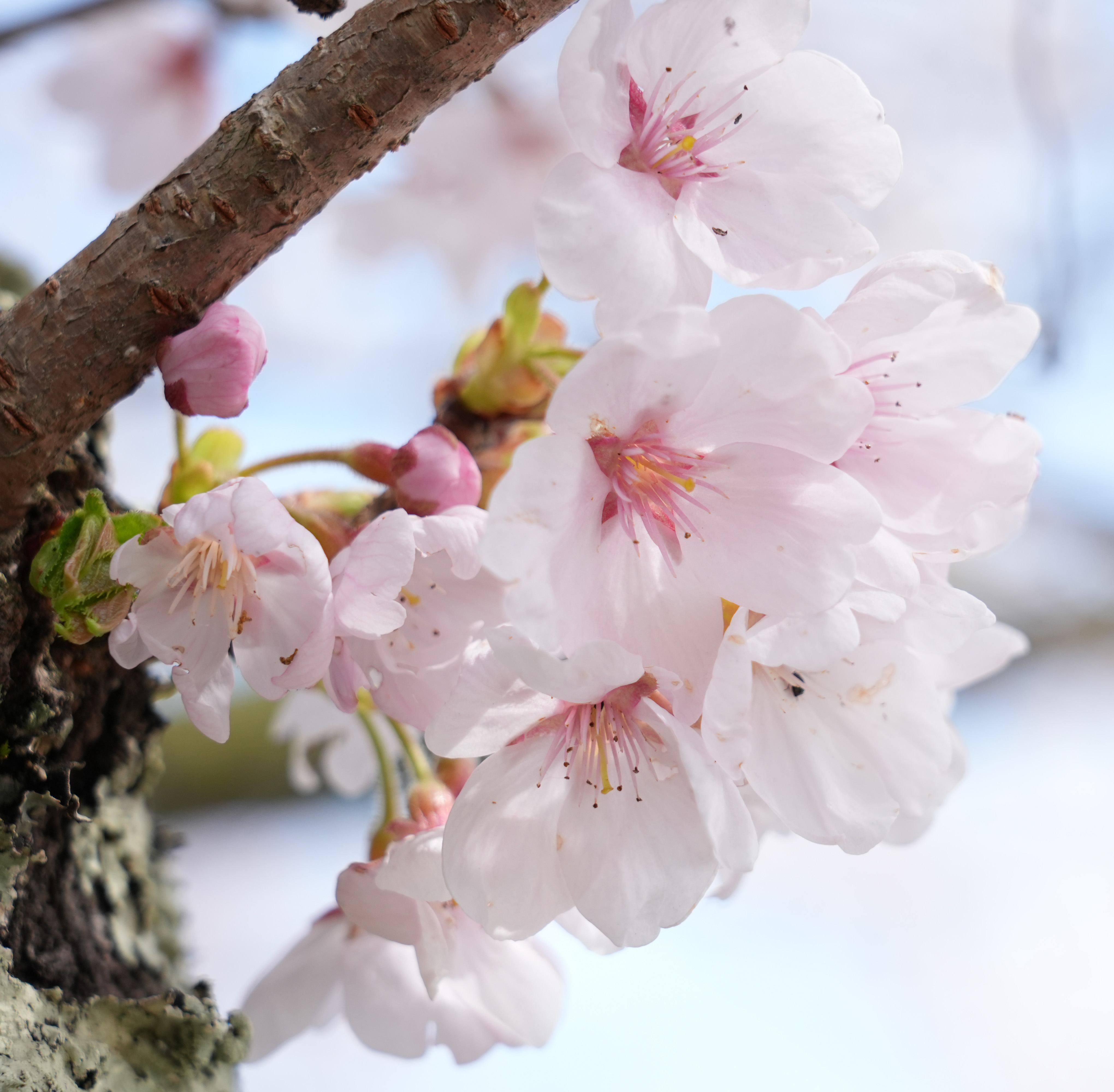 動画】ピンクと青のコントラストにため息 琵琶湖の春を彩る圧巻の桜